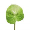 Anthurium lime h 61 cm